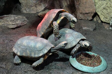 Zoo giant tortoise slowly photo