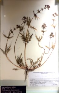 Pedicularis chamissonis - National Museum of Nature and Science, Tokyo - DSC07021