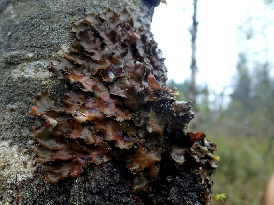 Peltigera neckeri 101145908