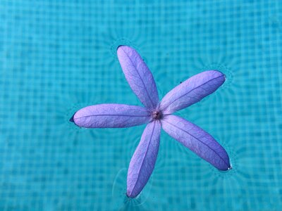 Purple blue water