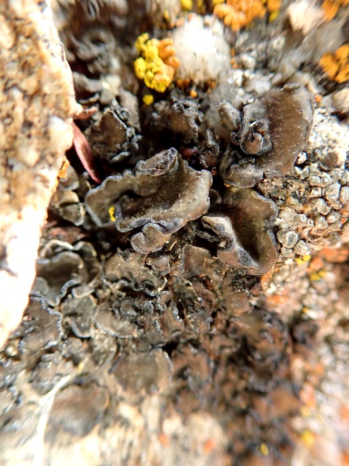 Peltula euploca 61681183