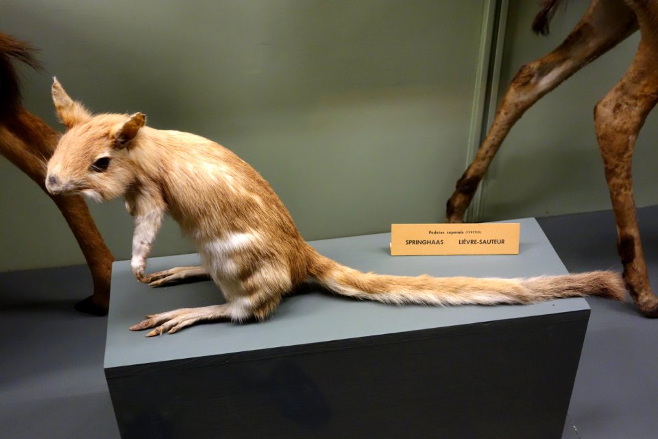 Pedetes capensis - Royal Museum for Central Africa - DSC06757