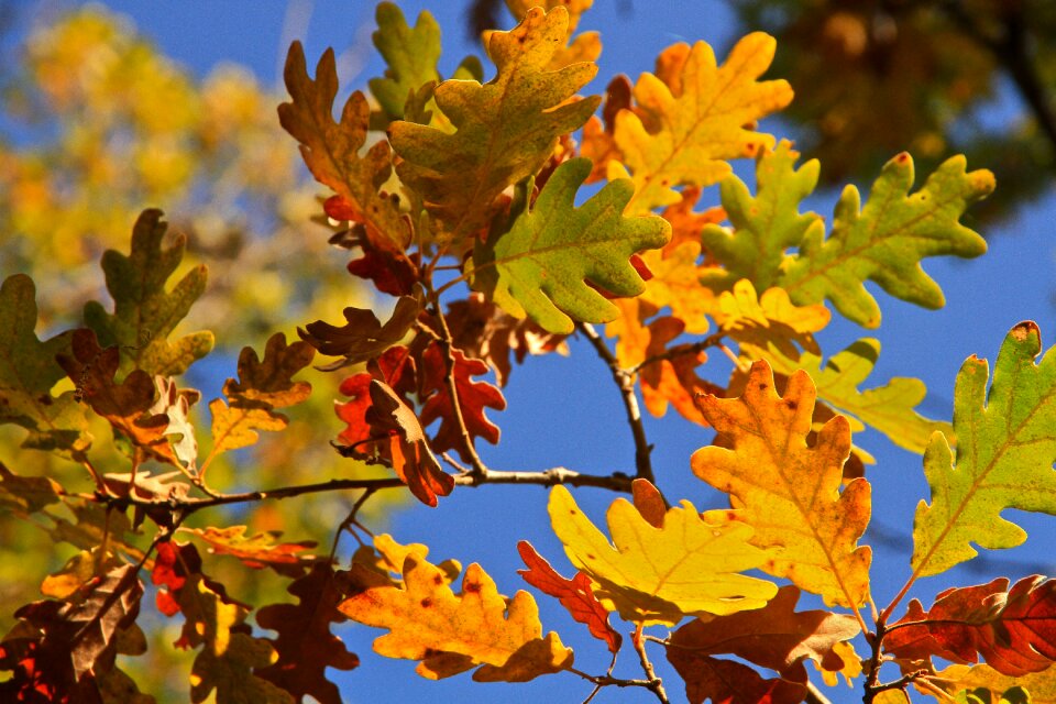 Tree autumn symphony of colors