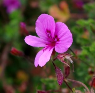 Pelargonium Seidon glutinosum (gros plan)