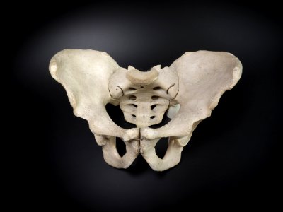 Pelvis - os coxae, os sacrum photo