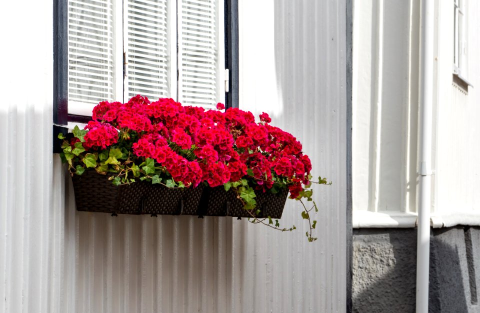 Pelargonium in a window box at Gamla Strandgatan 2, Gamlestan, Lysekil