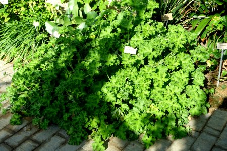 Pelargonium capitatum - Bergianska trädgården - Stockholm, Sweden - DSC00421