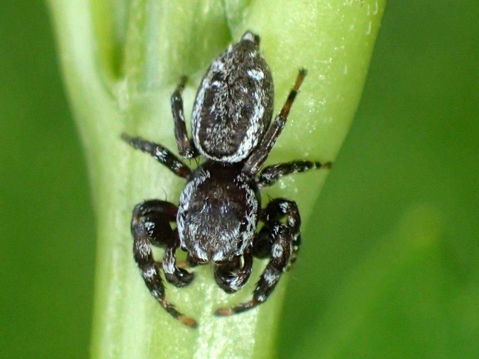 Pelegrina galathea male