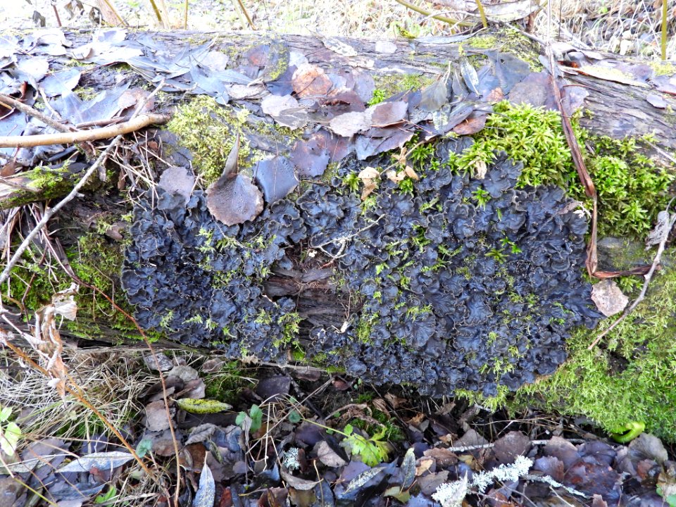 Peltigera praetextata 104332487