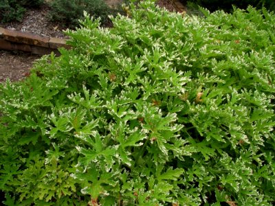 Pelargonium 'Fragrant Frosty'
