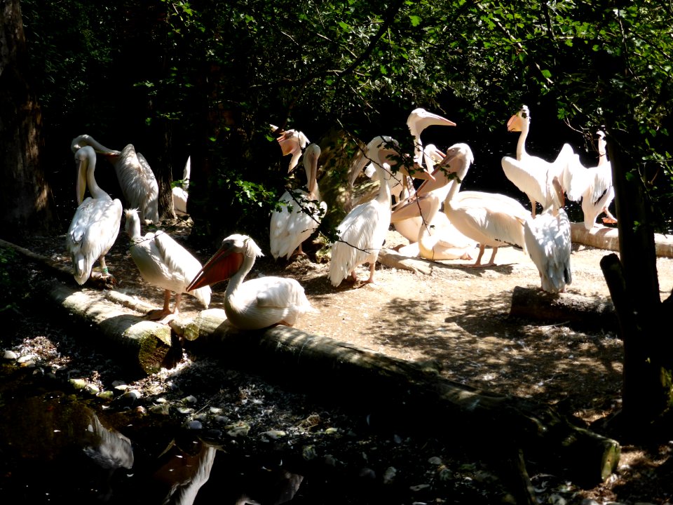 Pelecanus-onocrotalus-2