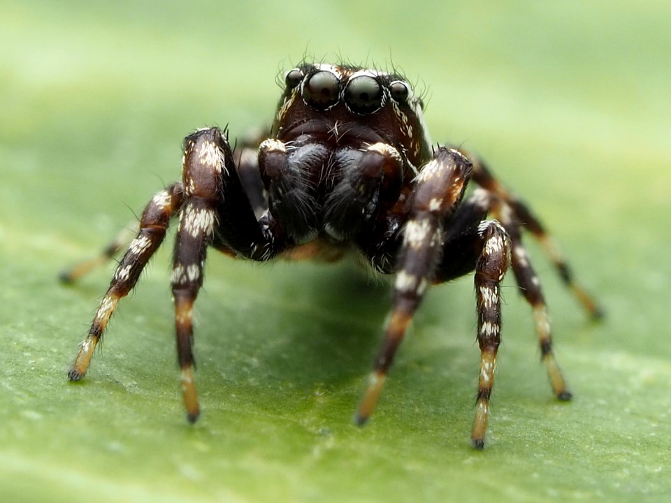 Pelegrina galathea 128697208