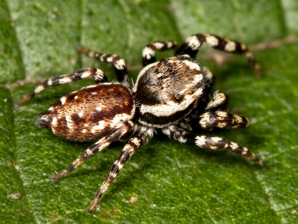 Pelegrina galathea male Kaldari 02