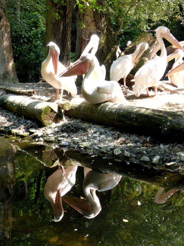 Pelecanus-onocrotalus-7
