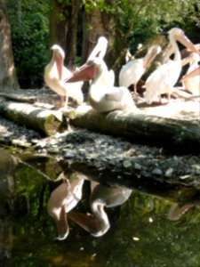 Pelecanus-onocrotalus-7