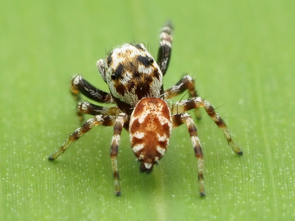Pelegrina variegata 143167937