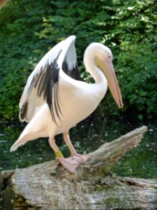 Pelecanus-onocrotalus-9