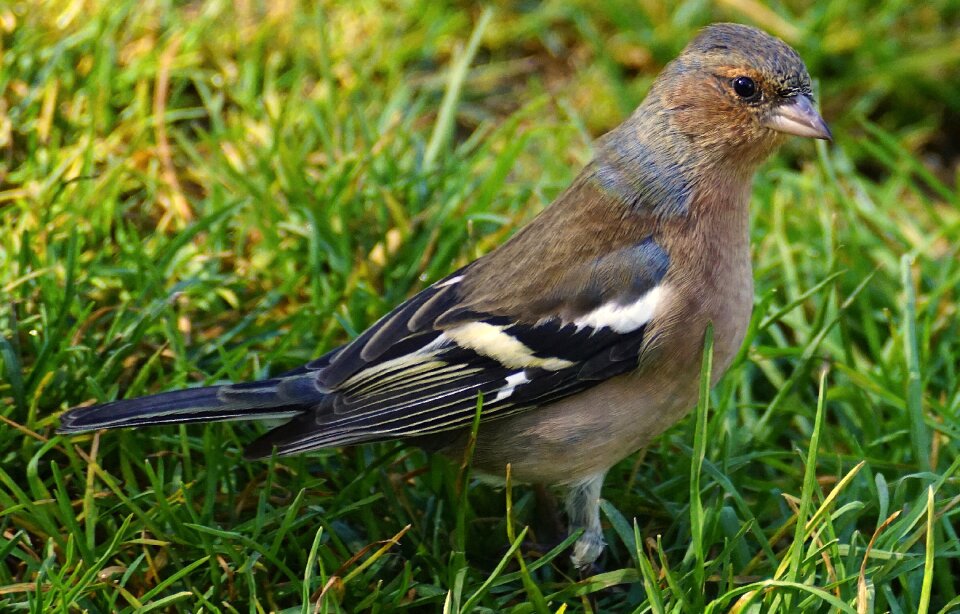 Songbird animal nature