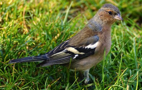 Songbird animal nature
