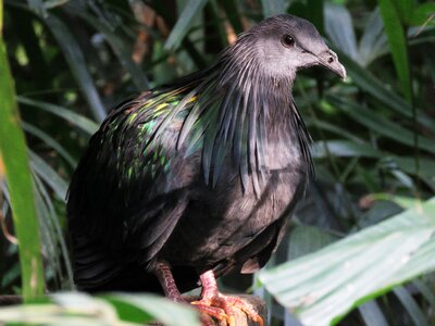 Kite bird sitting bird resting photo