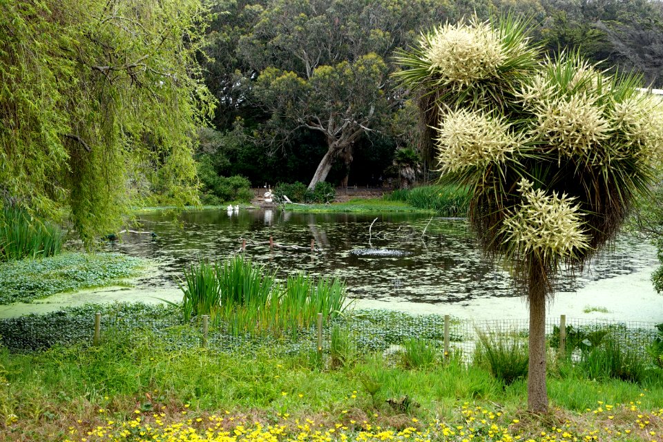 Pelican Beach area - San Francisco Zoo - San Francisco, CA - DSC03538