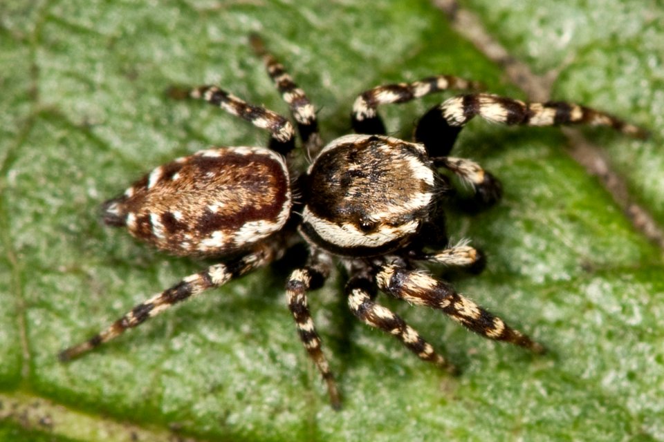 Pelegrina galathea male Kaldari 01