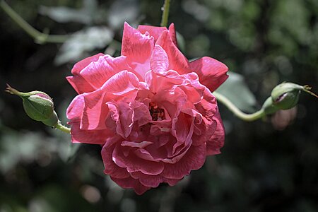 Rosa flower nature