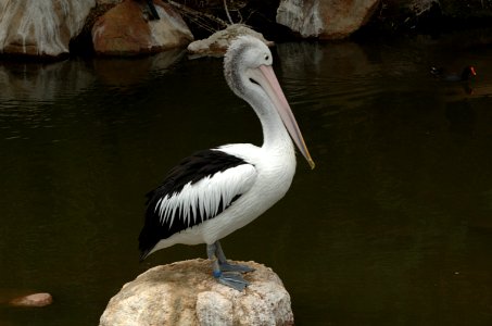 Pelican-Melbourne-Zoo-20070224-050 photo