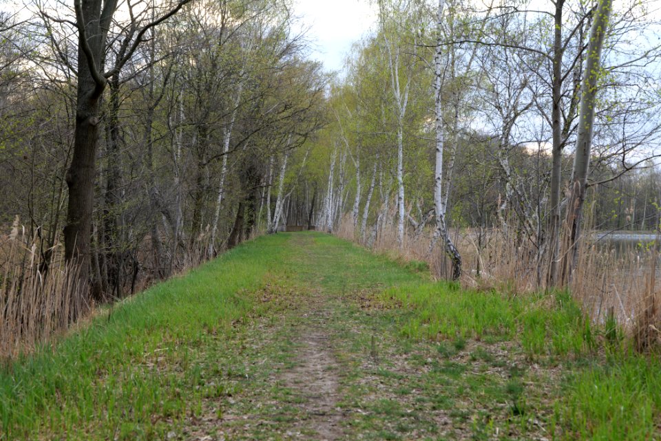 Peitzer Teichlandschaft mit Hammergraben 2021-04-24 40