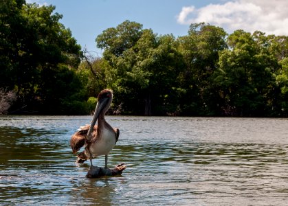 Pelican in Margarita island