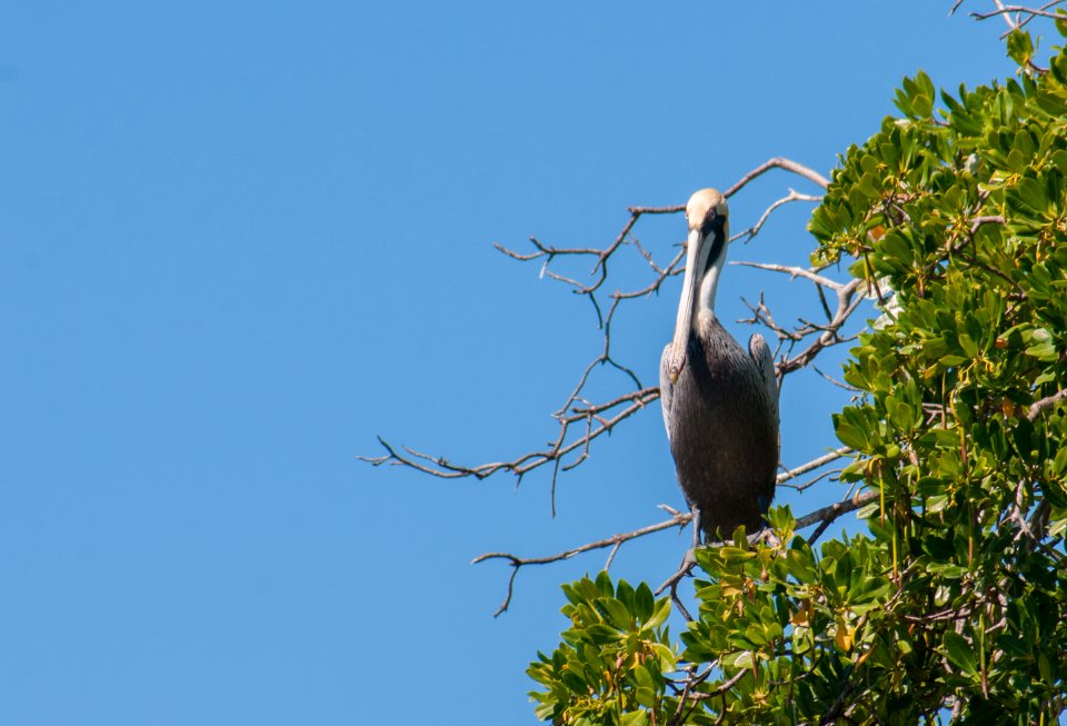Pelican in mangroves