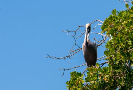 Pelican in mangroves