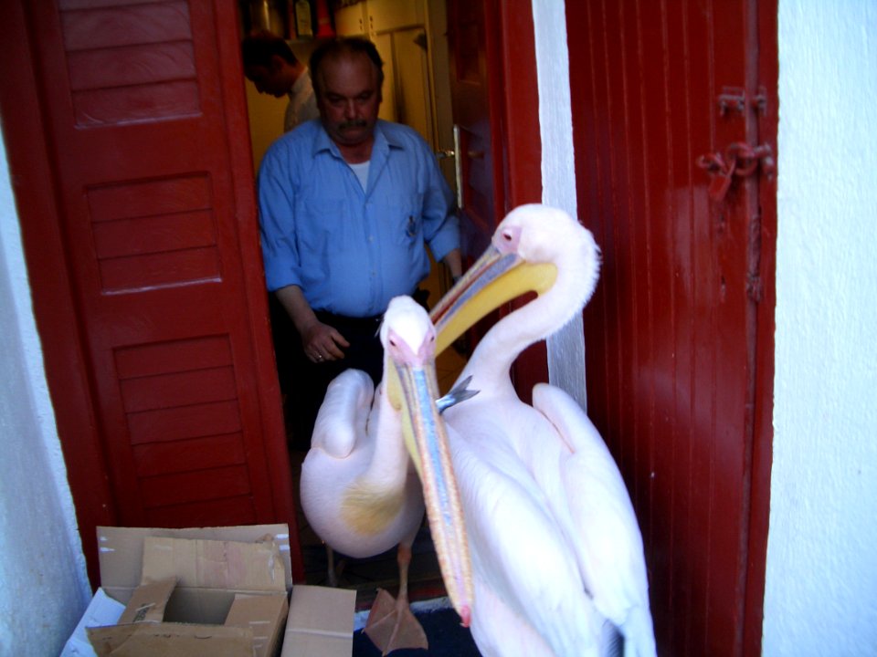Pelican with a fish coming out of the kitchen of restauratnt 3