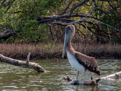 Pelican in mangroves of the Restinga Lagoon