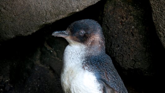 Penguin australia wildlife