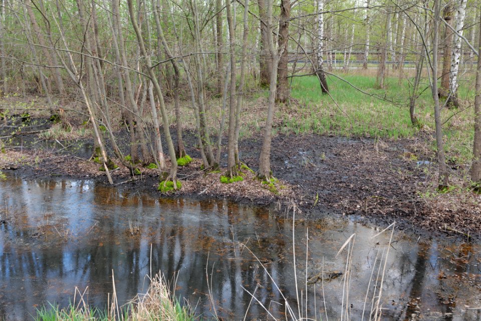 Peitzer Teichlandschaft mit Hammergraben 2021-04-24 33