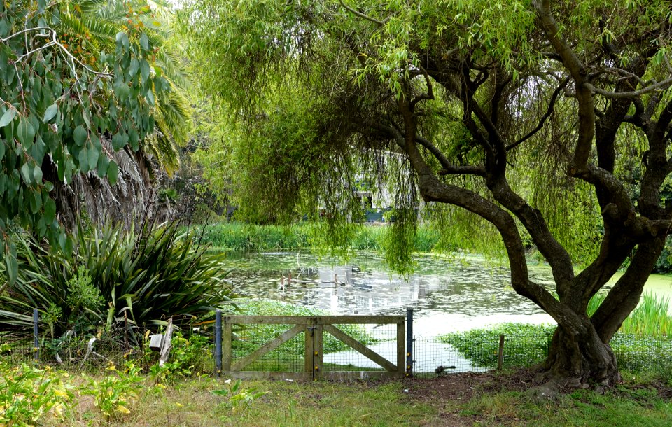 Pelican Beach area - San Francisco Zoo - San Francisco, CA - DSC03541