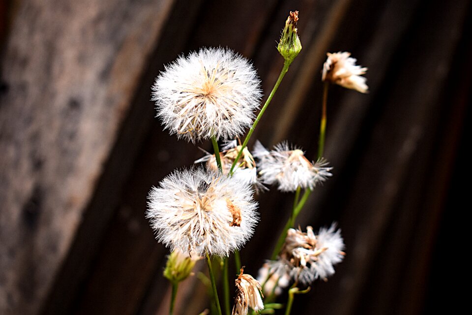 Wallpaper flower decoration