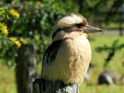 Bird australia kookaburra photo