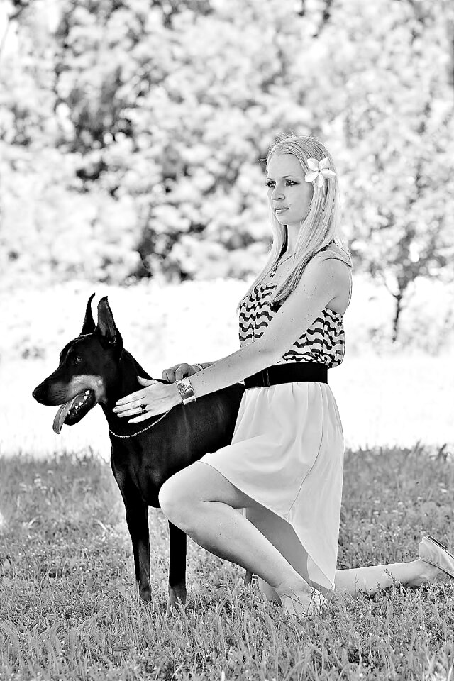 Dogs pretty doberman