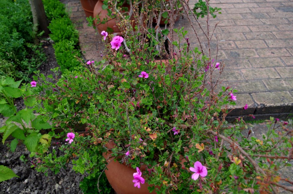 Pelargonium Seidon glutinosum