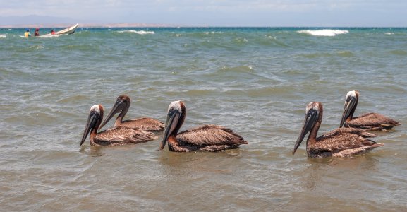 Pelecanus in El Manglillo