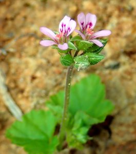 Pelargonium inodorum iNat1