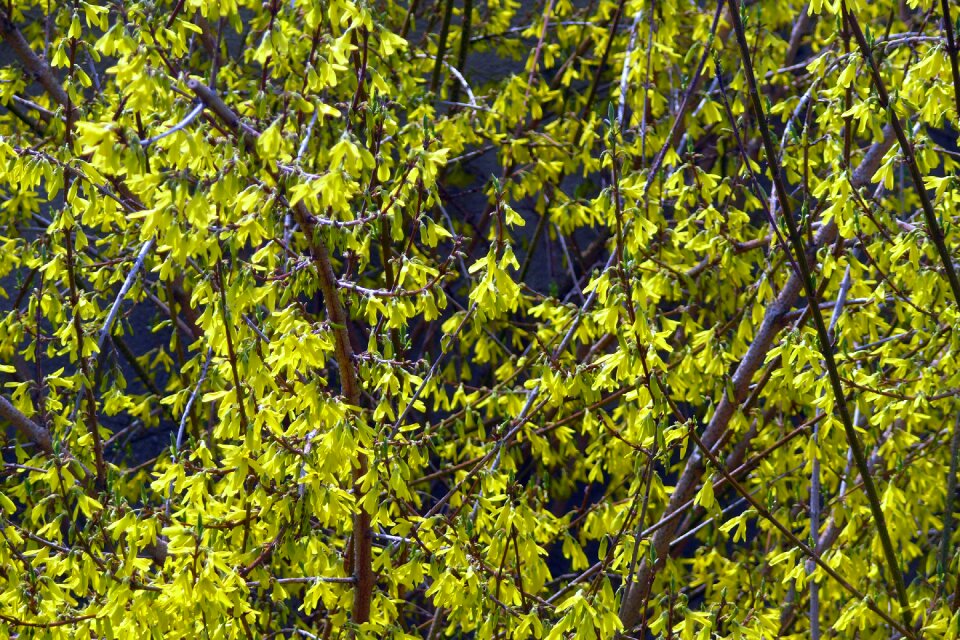 Laburnum spring forsythia intermedia
