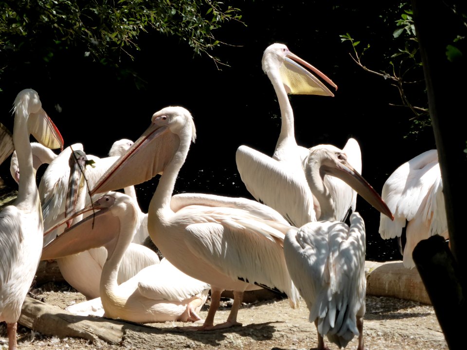 Pelecanus-onocrotalus-3