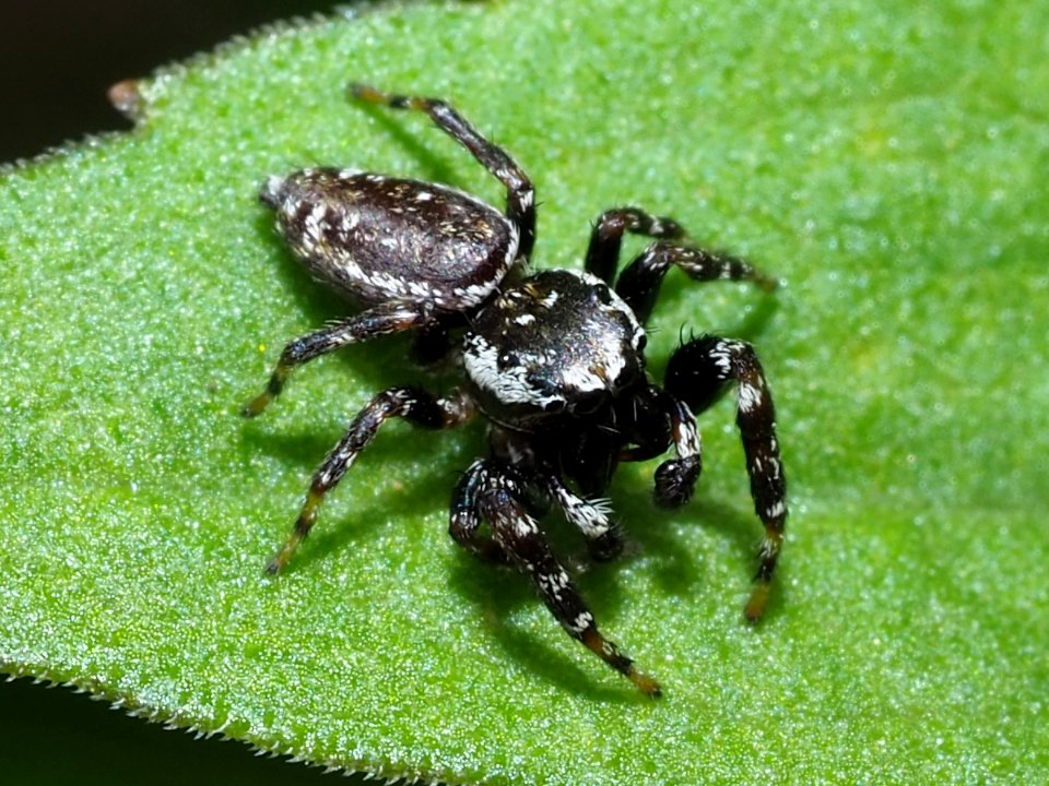 Pelegrina galathea male 2020