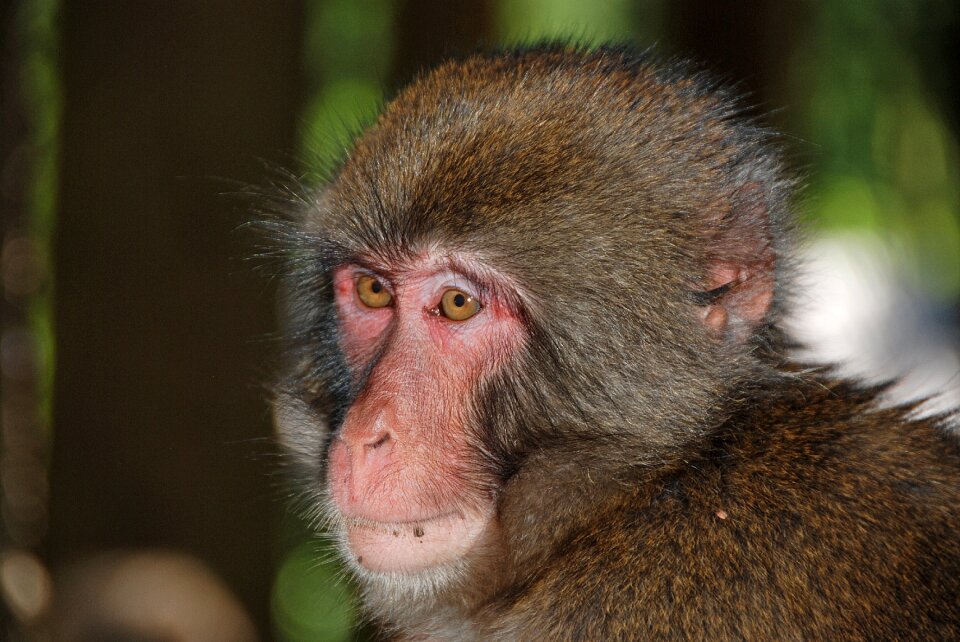 Monkey portrait primate animal