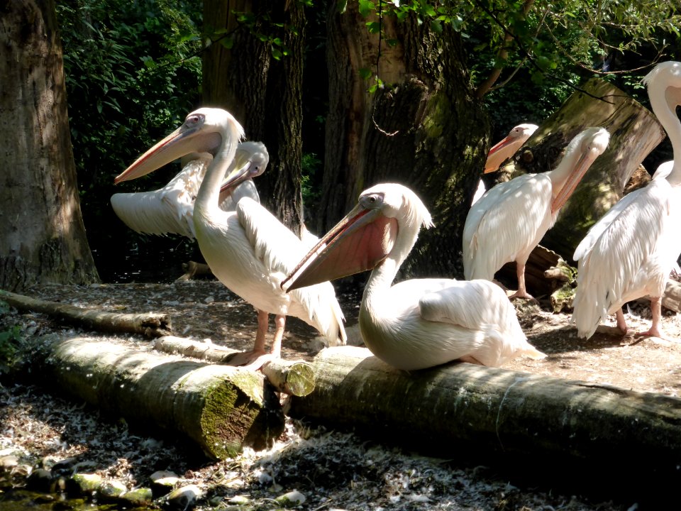 Pelecanus-onocrotalus-6