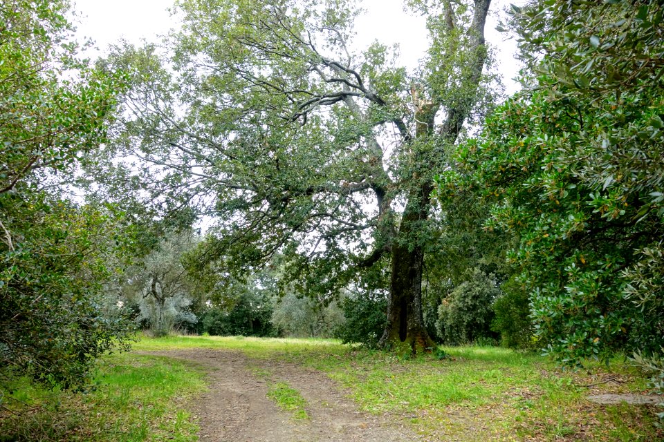 Path - Bosco - Villa Lante, Bagnaia, Italy - DSC01963