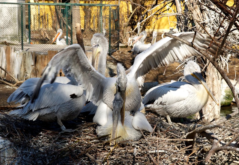 Pelecanus crispus mating tiergarten Schönbrunn